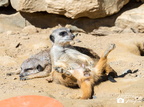 07.04.2019 Zoo Frankfurt-181
