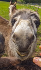 23.04.2024 Geburtstags Esel-20