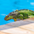 30.06.2019 Tauchen 6-50