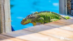 30.06.2019 Tauchen 6-50