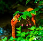 26.06.2019 Butterfly House-43