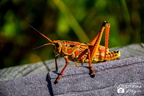 Everglades-34