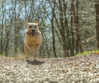 Tiere