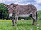04.06.2022 Ingo Farm-83