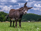 04.06.2022 Ingo Farm-91