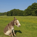 Fronie Maultier-1
