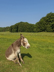Fronie Maultier-1